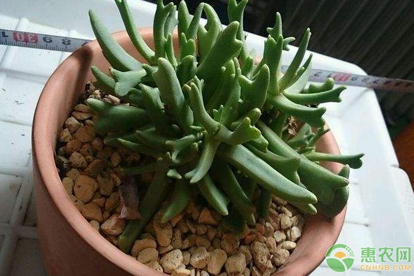 多肉快刀亂麻的扦插時間及方法